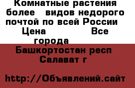 Комнатные растения более200видов недорого почтой по всей России › Цена ­ 100-500 - Все города  »    . Башкортостан респ.,Салават г.